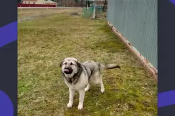 Найдена собака на Сосновой ул. в Котово