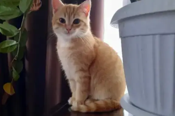 Пропала кошка Кот в Михайлове, Рязанская область