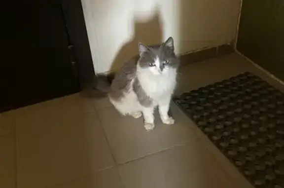 Найдена беременная серая кошка на Измаильской, 74 к2, Краснодар