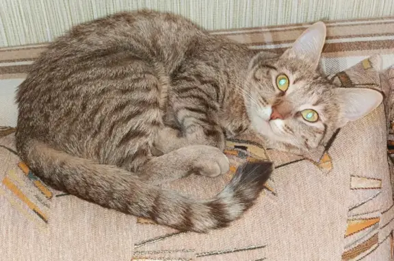 Кошки потеряшки, Тольятти, фото: Потеряшка кошка на ул. Фрунзе, 15 в Тольятти