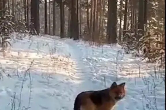 Пропала собака на ул. Даргомыжского, 11, Иркутск