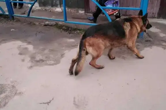 Найдена собака у Центрторга и Гостиницы в Воронеже
