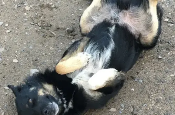 Пропала собака в Чите, адрес - Угданский проезд