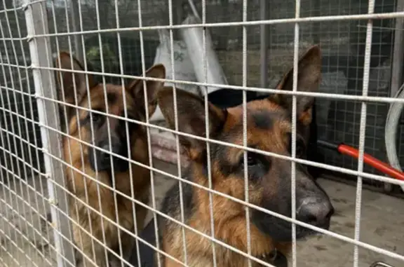 Собаки пойманы в Якшино, МО 89243351195 (41 символ)