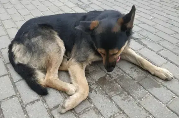 Собака на Носовихинском шоссе, Москва.