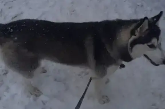 Найдена собака с поводом на пр. Кирова, 15 в Мурманске