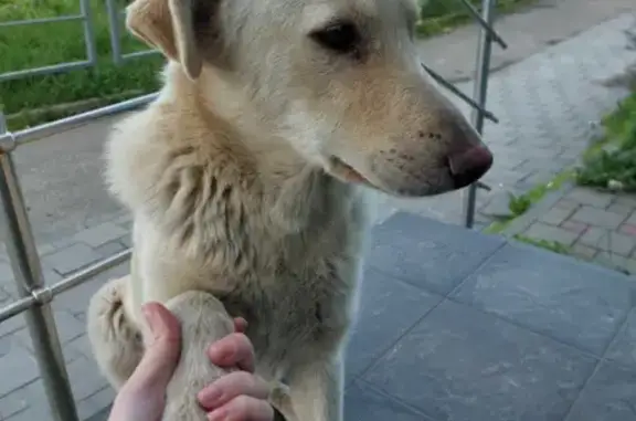 Найдена собака на Душистой, 79 к2, Краснодар