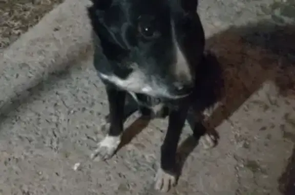 Собака ищет хозяина на Байкальской, 107, Иркутск