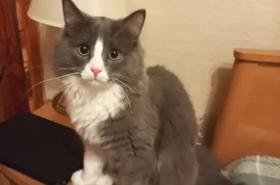 Кошки потеряшки, Ульяновск, фото: Потеряшка кот Вася на Водопроводной, 130, Ульяновск