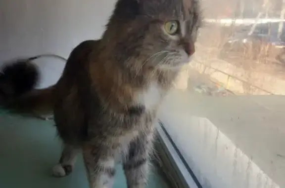 Кошка найдена на улице Одоевского, 18А, Пермь