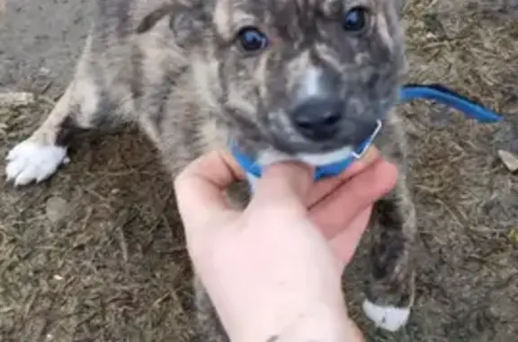 Найден щенок на Пионерской, ул. 26 в Конаково