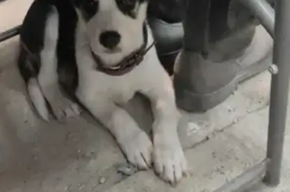 Собака найдена на ул. Тухачевского, 25 в Миассе