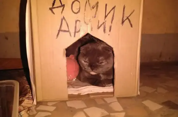 Найдена кошка в Ульяновске, ул. Шолмова, 37