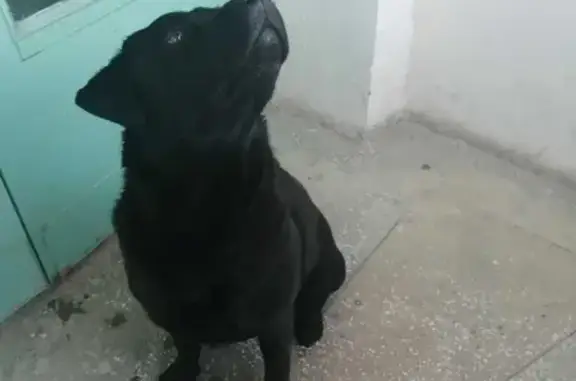 Найдена потеряшка собака на улице Доваторцев, 34А в Ставрополе