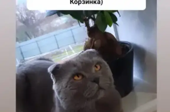 Пропал кот Симба на ул. Дзержинского, 52, Новороссийск.