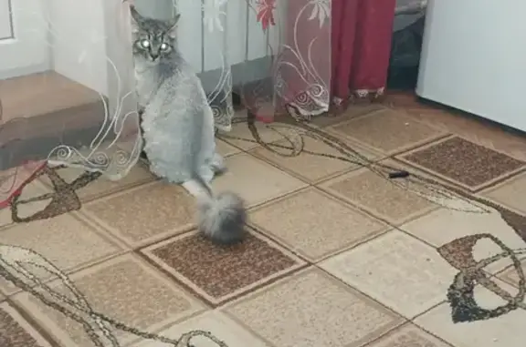 Пропала кошка Афина на Менделеева 6А, Курск