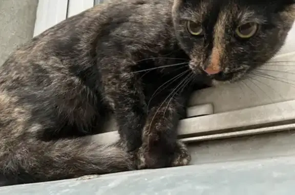 Найдена домашняя кошка на Молодцова, 3