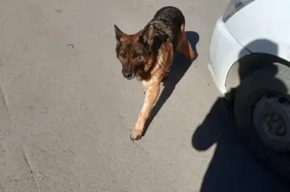 Найдена собака возле ЖК Краснолесье, ул. А. Клиндюка, Тюмень