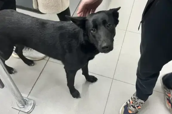 Найдена собака на улице Васильцовский Стан 11, Москва