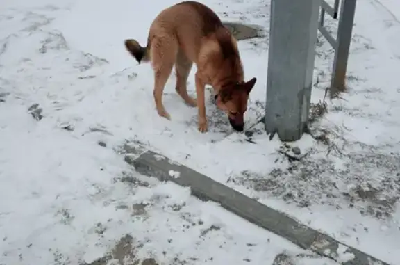 Пропала собака на ул. Дружбы Народов, 10 в Нижневартовске