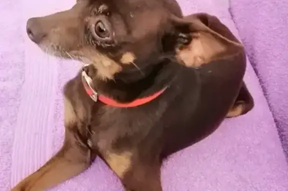 Собаки потеряшки, Белореченский, фото: Потеряшка собака на Разведочной улице