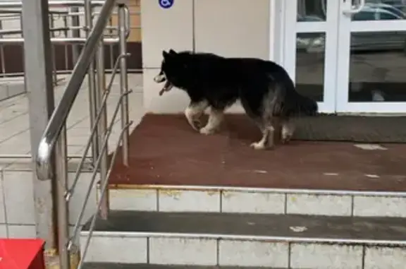 Найдена собака на Печорской улице, Москва