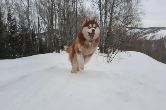 Пропала собака на Академической, Горно-Алтайск