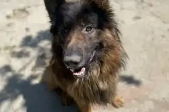 Пропала немецкая длинношерстная собака на Больничной, 21