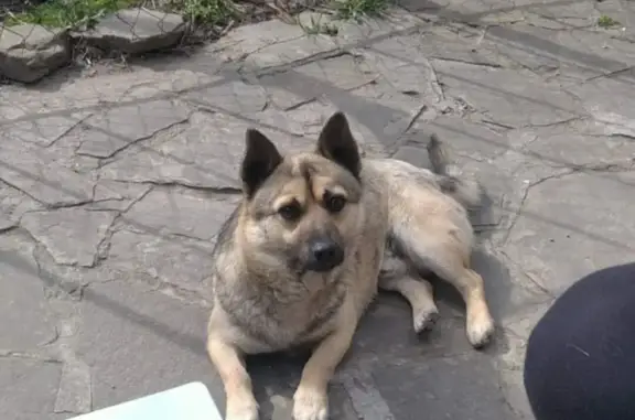 Пропала собака на станции Марцево, Таганрог
