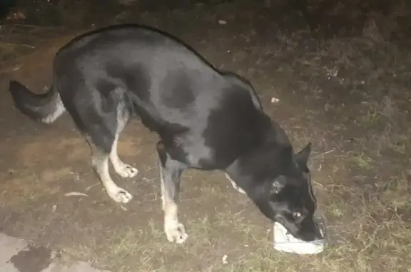 Потерянная собака на улице Авиарембаза, 11