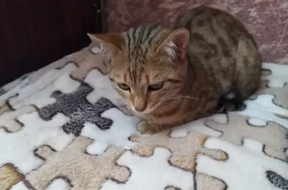 Найден котенок на Красносельской, 96