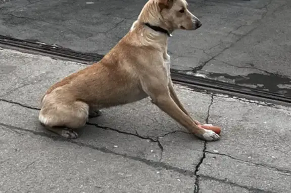 Собака найдена возле вокзала на Владимировском спуске, Новосибирск