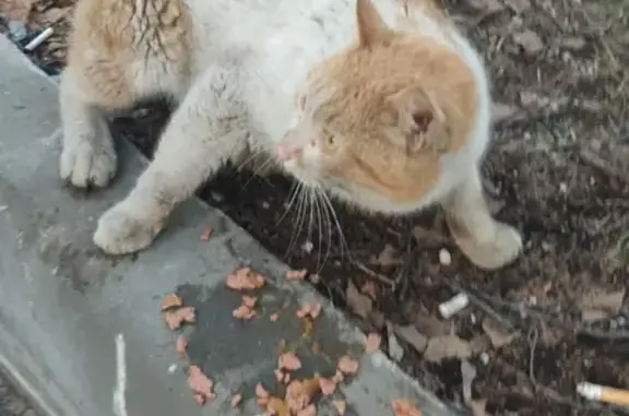 Найдена домашняя кошка на ул. Намёткина, Москва