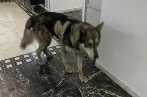 Собака найдена на Плехановской, Воронеж!