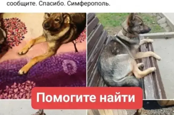 Пропала собака Чипа, ул. Войкова 10, Симферополь