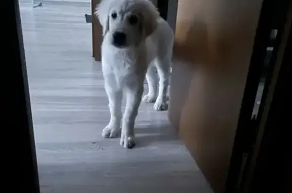 Собаки потеряшки, Санкт-Петербург, фото: Потеряшка щенок в синем комбинезоне на Ленинском 54