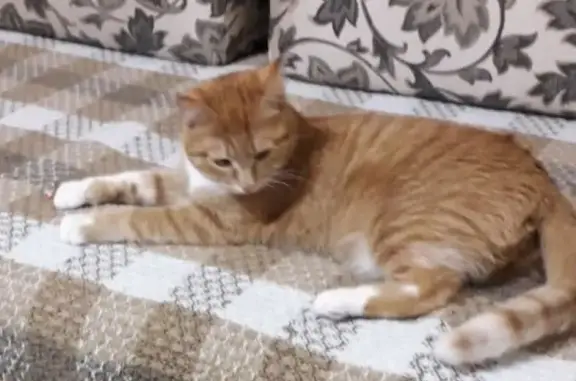 Пропала рыжая кошка Люся в Ангарске