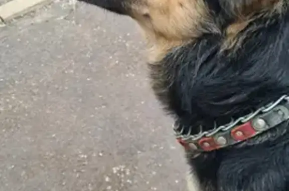 Найдена собака Мальчик Овчарка на ул. Ленина, Реутов