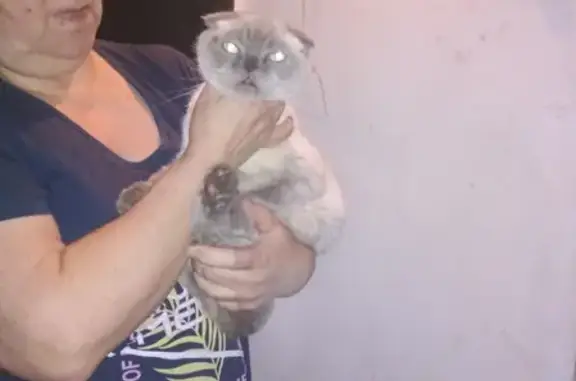 Найдена домашняя кошка на Нижнебульварной улице