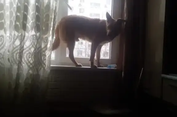 Пропала собака на пр. Дзержинского, Новороссийск