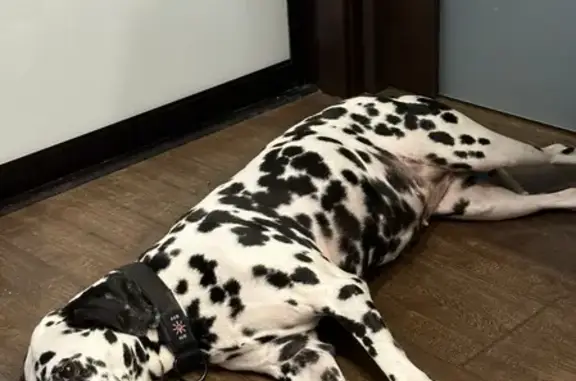 Собака Далматинец найдена в Самаре на 3-м проезде 55