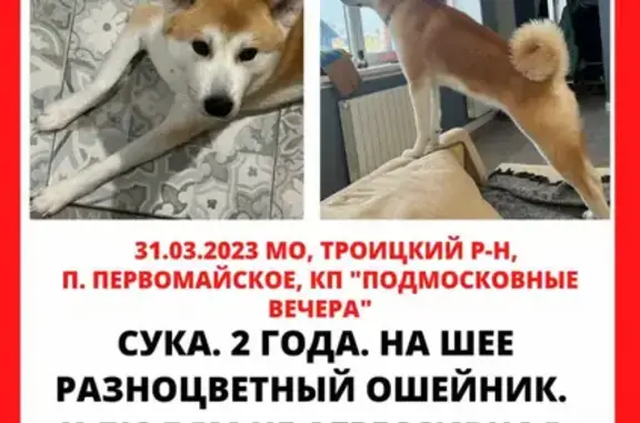 Пропала собака Йоки, Троицкий район, МО.