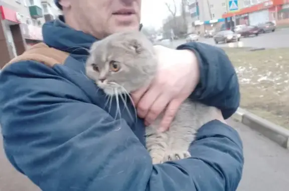 Кошка на улице Денисова, 17А в Ливнах