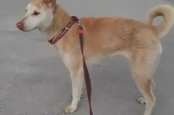 Найдена собака на перекрестке, ищет хозяина