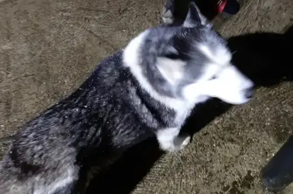 Найдена собака, Московская область, фото: Найдена Хаски в Дмитровском районе МО с раной на брови