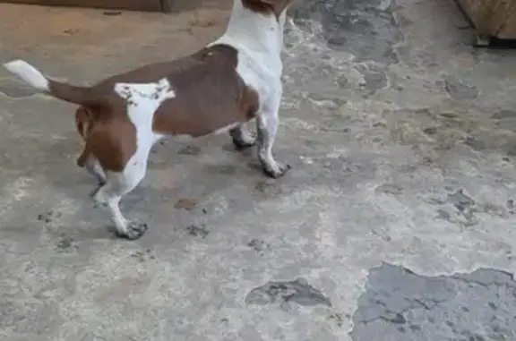 Найдена собака на пр. Чернокозова, 210 в Шахтах