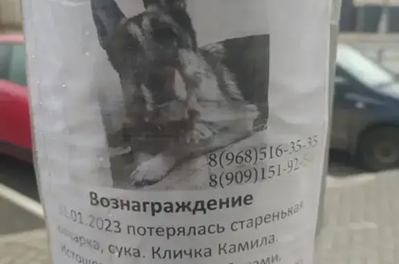 Пропала собака Овчарка на улице Колпакова, Мытищи.