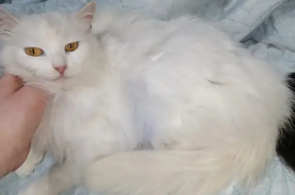 Найдена белая кошка на Казанском мосту, Пенза