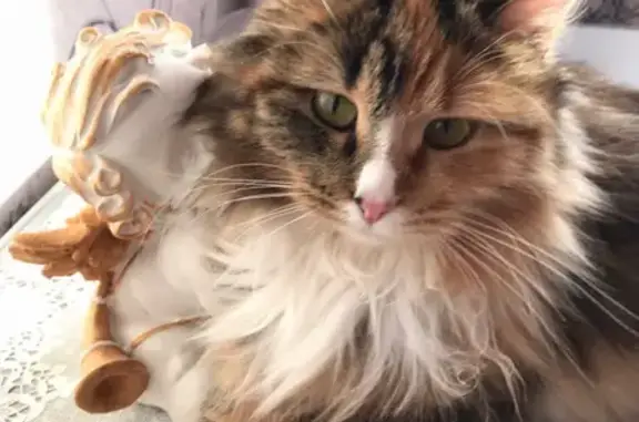 Кошки потеряшки, Ижевск, фото: Потеряшка пушистая кошка на Районной улице 57, Ижевск