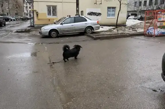 Собака найдена на Коммунистической, Уфа